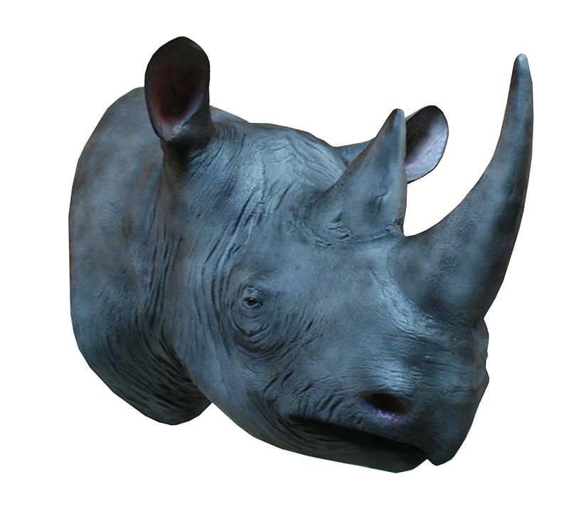 rhino in Animals